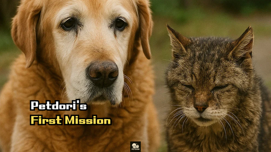 Caring for Senior Pets: Petdoriβs First Mission