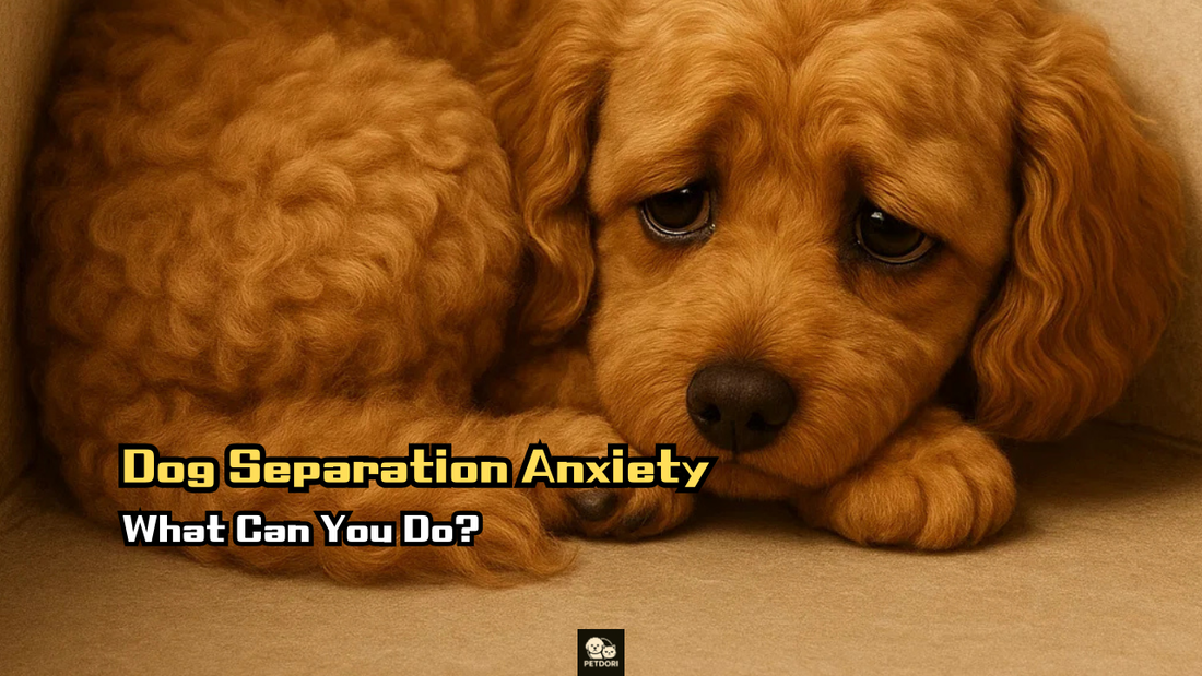 Dog Separation Anxiety – What Can You Do?