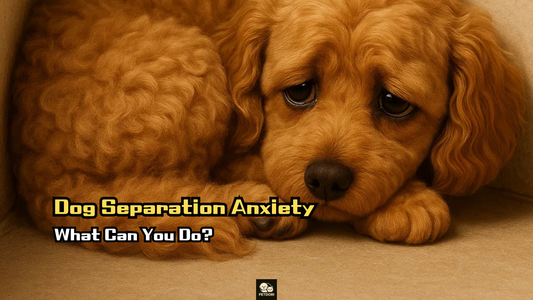Dog Separation Anxiety – What Can You Do?