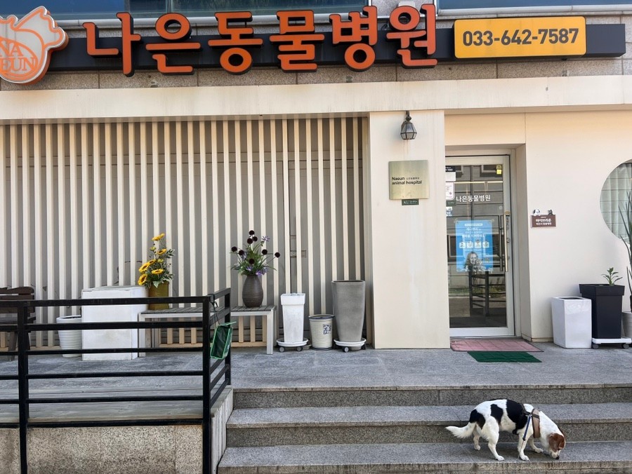 나은동물병원 사진 1