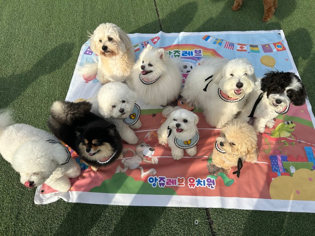 앙쥬레브 애견호텔&애견유치원 부천점 사진 3
